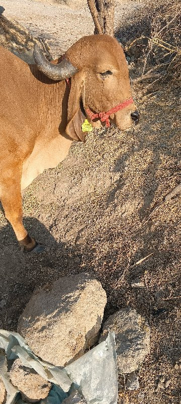 ગાય વેચવા ની છે