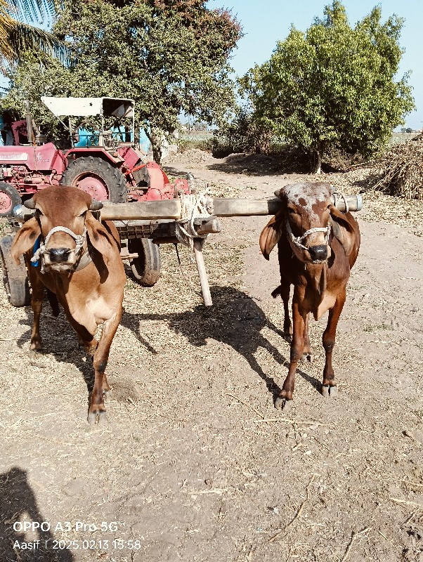 ઘોધલા વેચવાના છ...