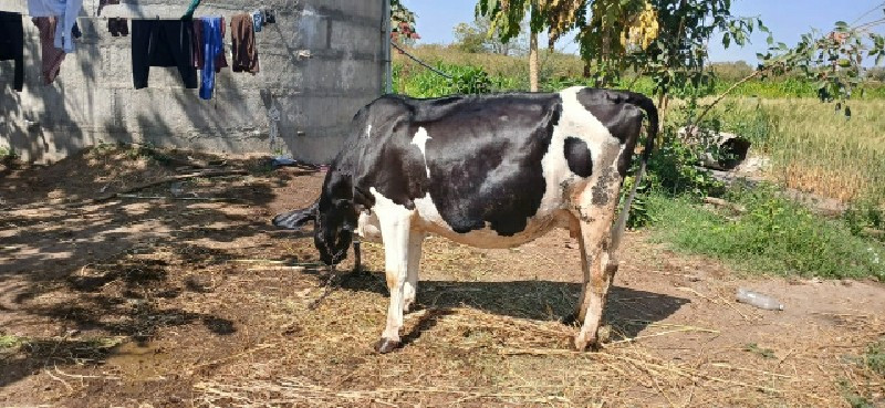 🐄 ગાય