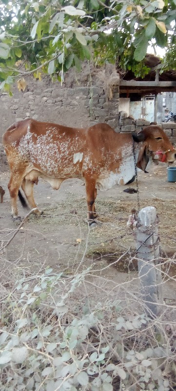 ૧૫ દીવસ ની કાચી...