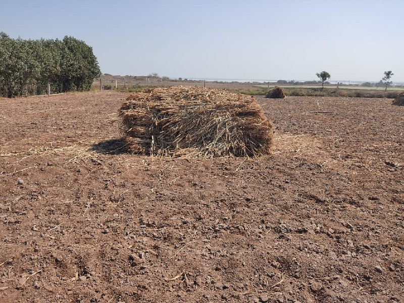 શિયાળાની નીરણ વ...