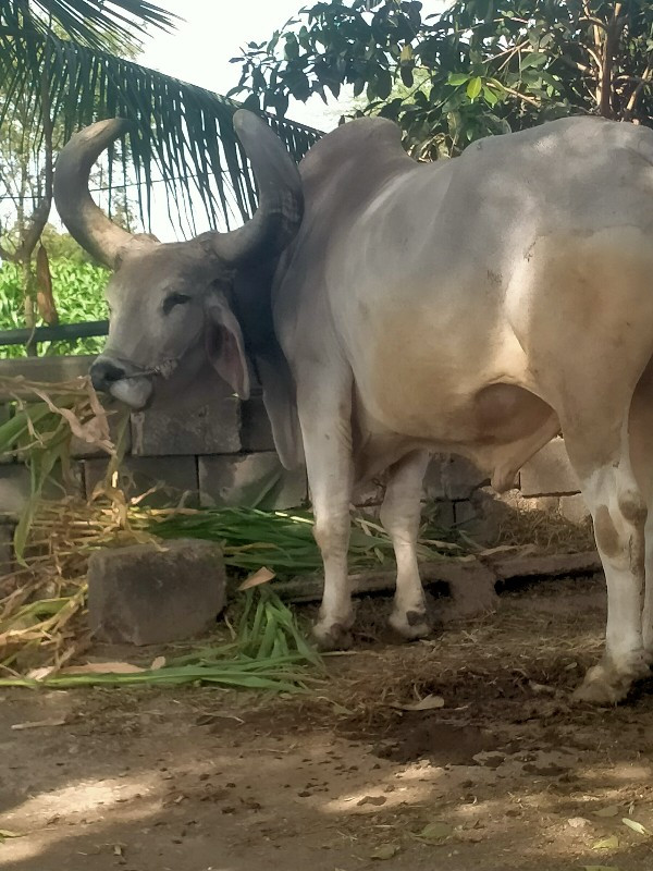 બળદ વેચવાનો છે