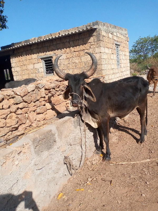 ઠાલો હાલે