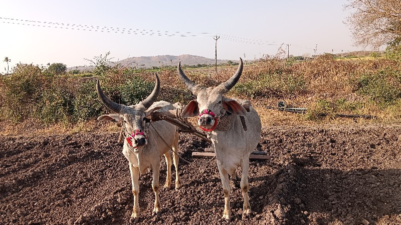 ગાડે હાલતા છે