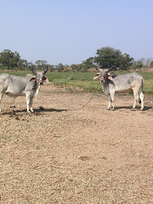 Varanasi