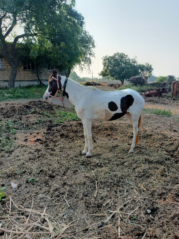 ધોડી વેચવાની છે