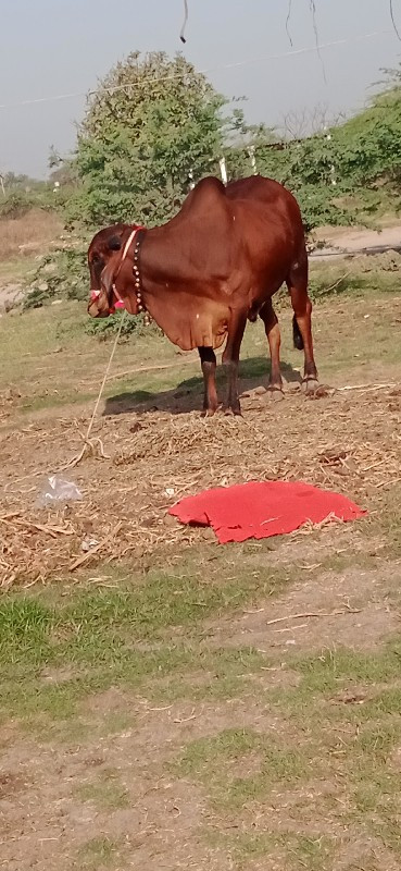 દેવીપુજક લે વેચ