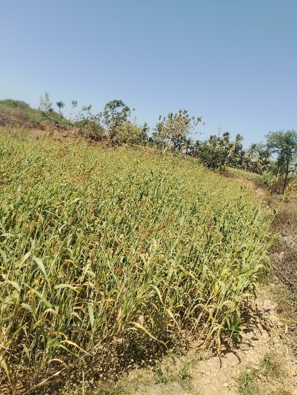 જુવાર નો સારો લ...