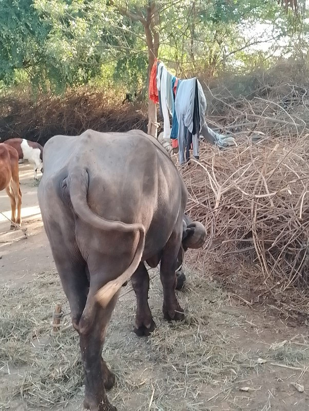 માલિક નો નંબર99...