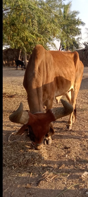 બડદ વેચવાના સે