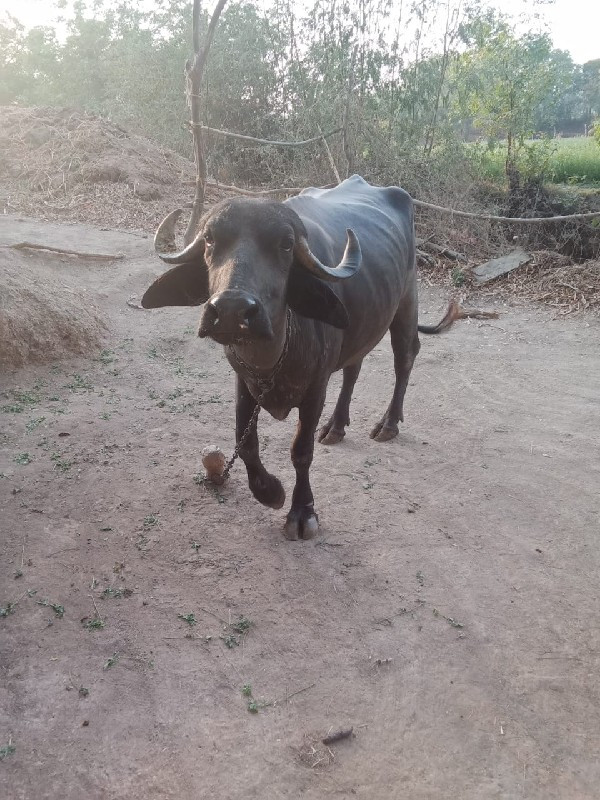 ભેંસ વેચવાની છે