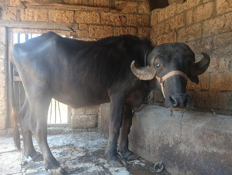 ખડેલું વેચવાનું...