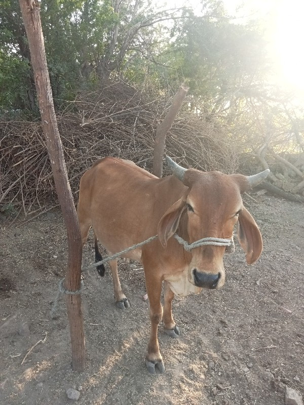 ગાય વેચવાની છે