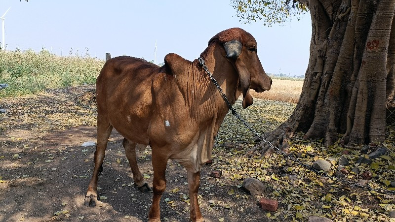 ગાય