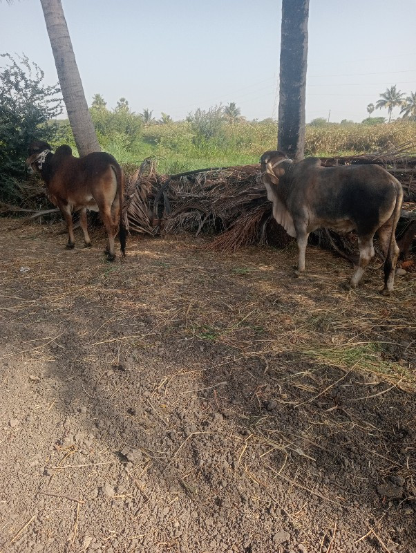 ગોધલાવેશવાનાછે