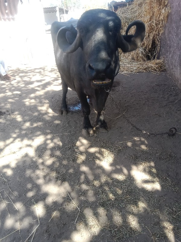 ગરમી બતાડે છે સ...