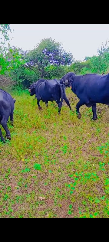 પાડો વેચવાનો છે