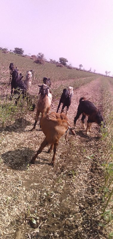 હા બકરા વેચવાના...