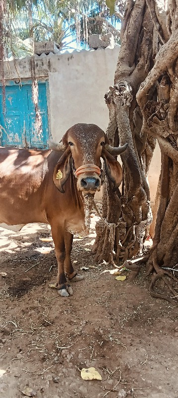 ગાય