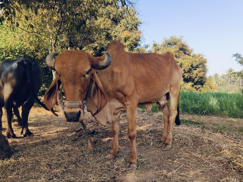 ગાય વેચવાની છે.