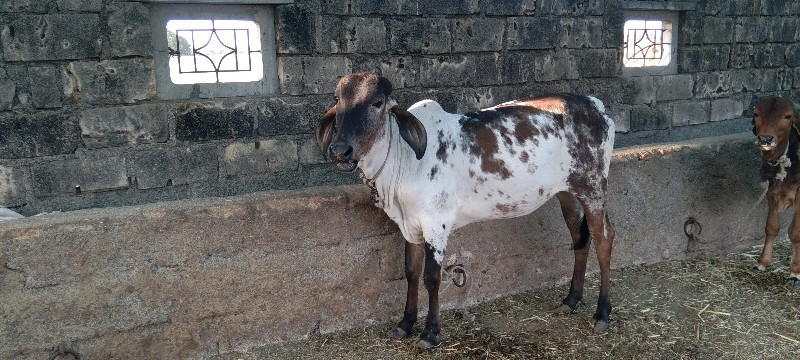 વાસદી