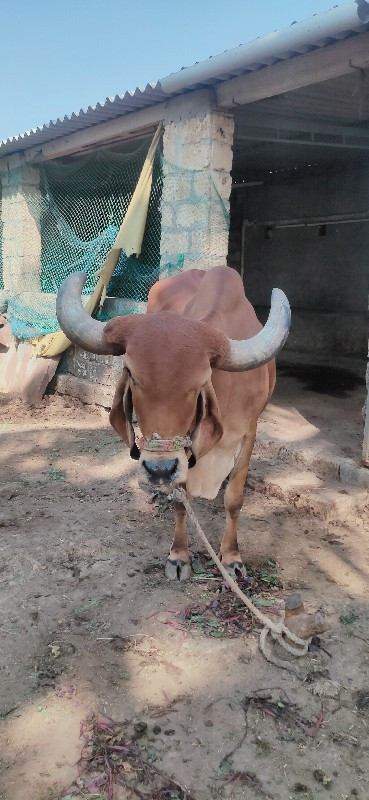 2જૂ વેતર સે
ગિર...