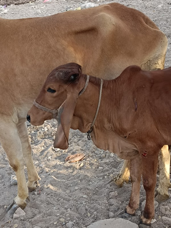 વાછરડી વેચવાની...