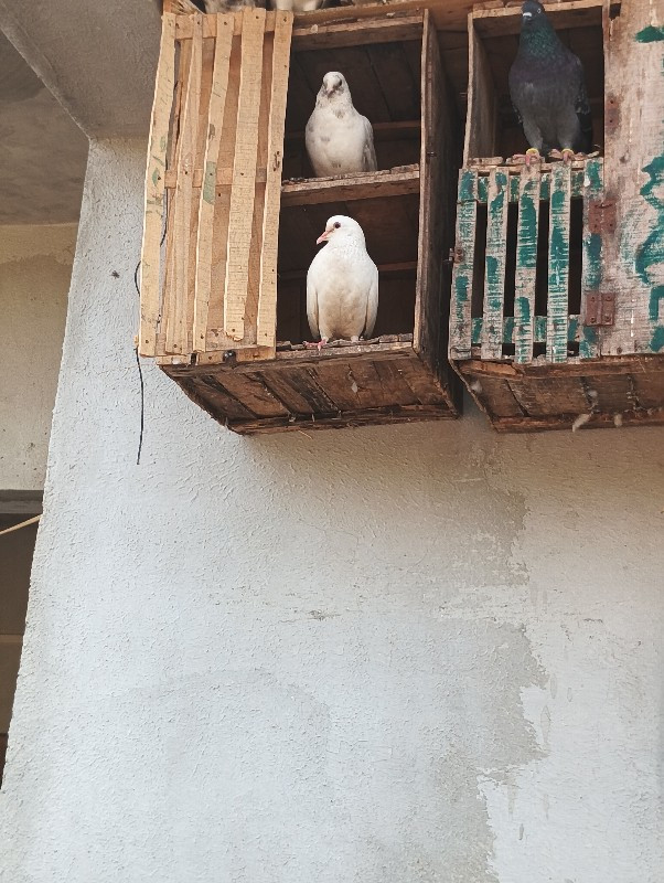 કબુતર વેચવાના છ...