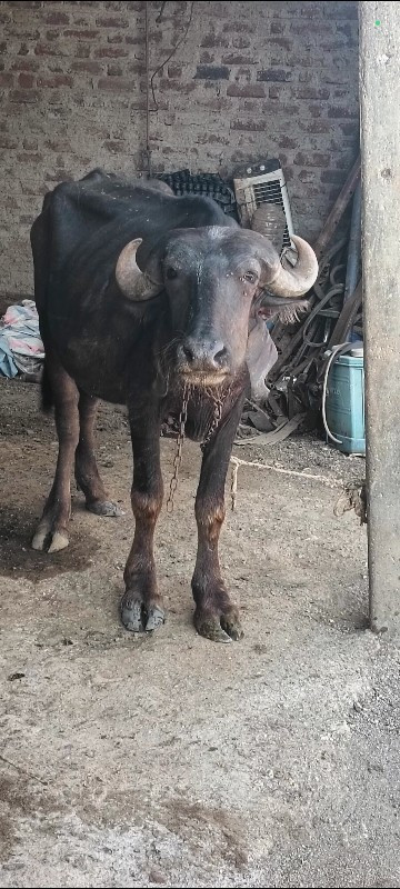 khaday devani s...