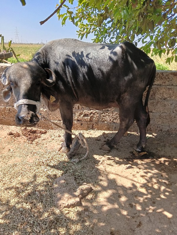 ખઙેલુ..વેચવાનૂસ...