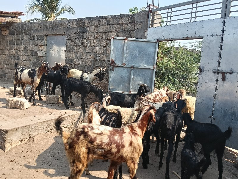 bakra ane gheta