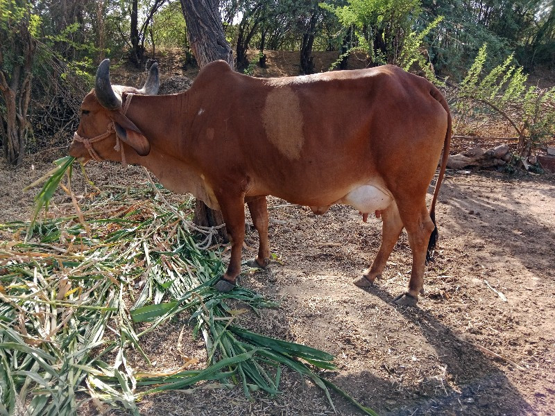 ગાય વેચવાની