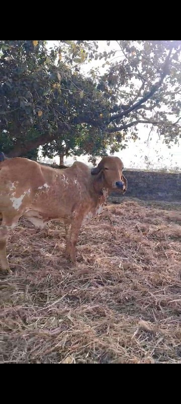 પેલું વેતર સે 5...