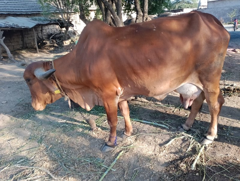 ગાય બેસવાની સે