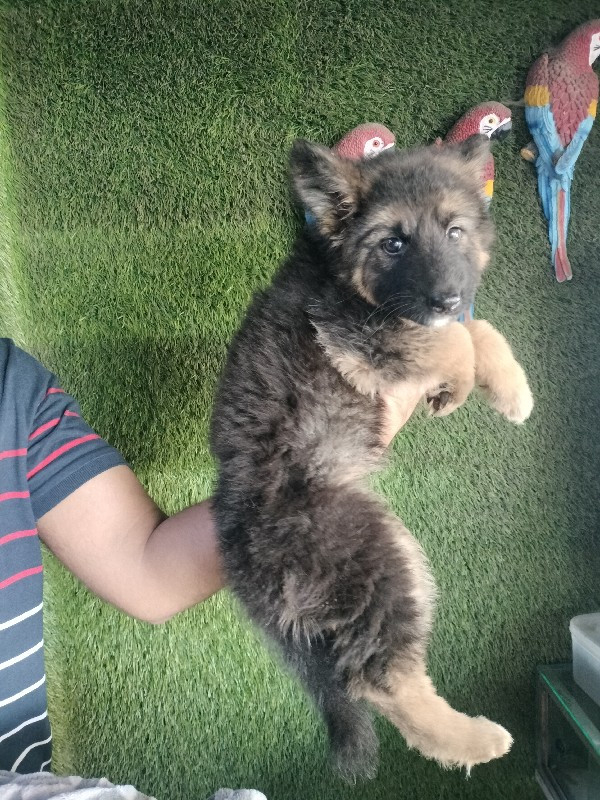 gsd female