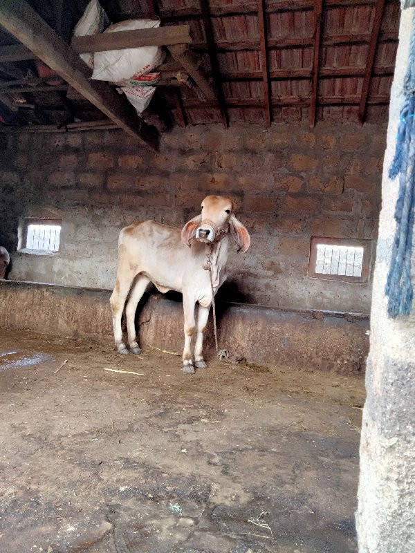 વાચડી વેચવાની છ...