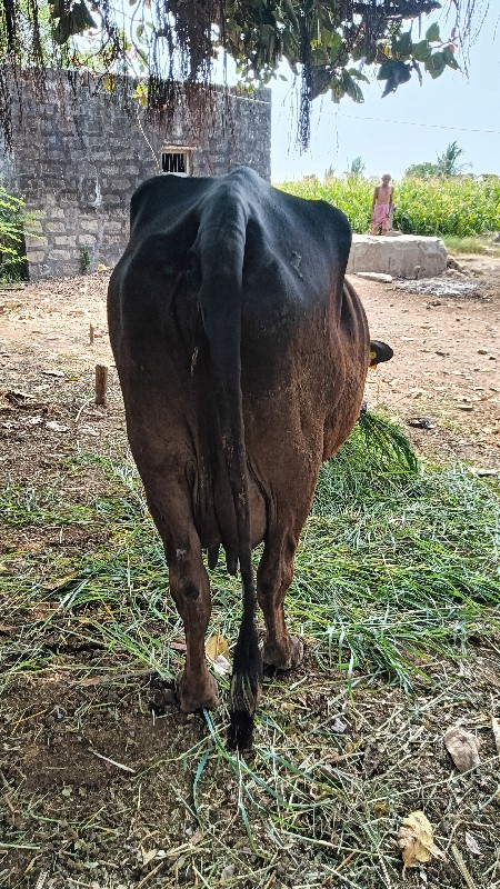 એસબ ગાય