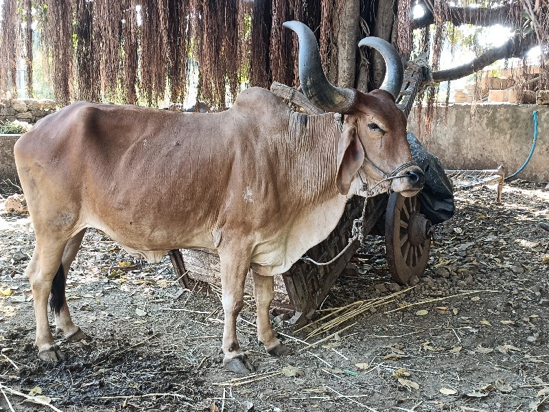 બળદ વેસવાનો સે