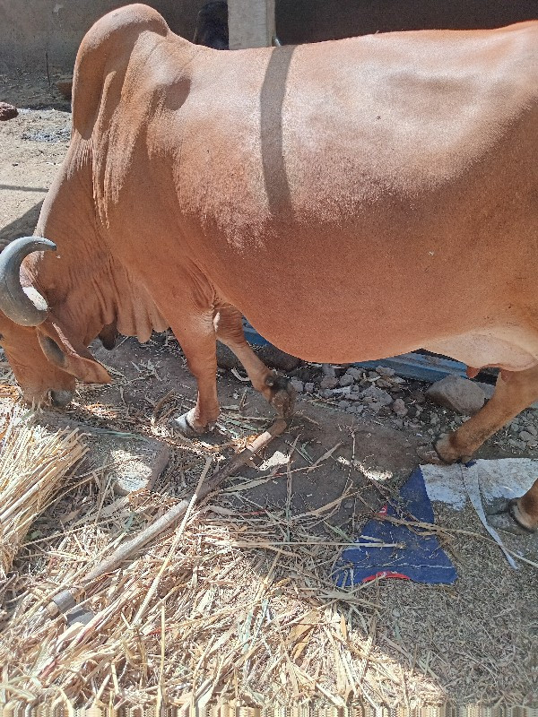 ગાય વેચવાની છે.