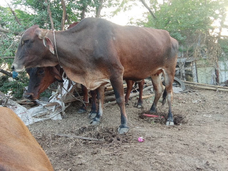 વેચવાનિજેબેહોડક...