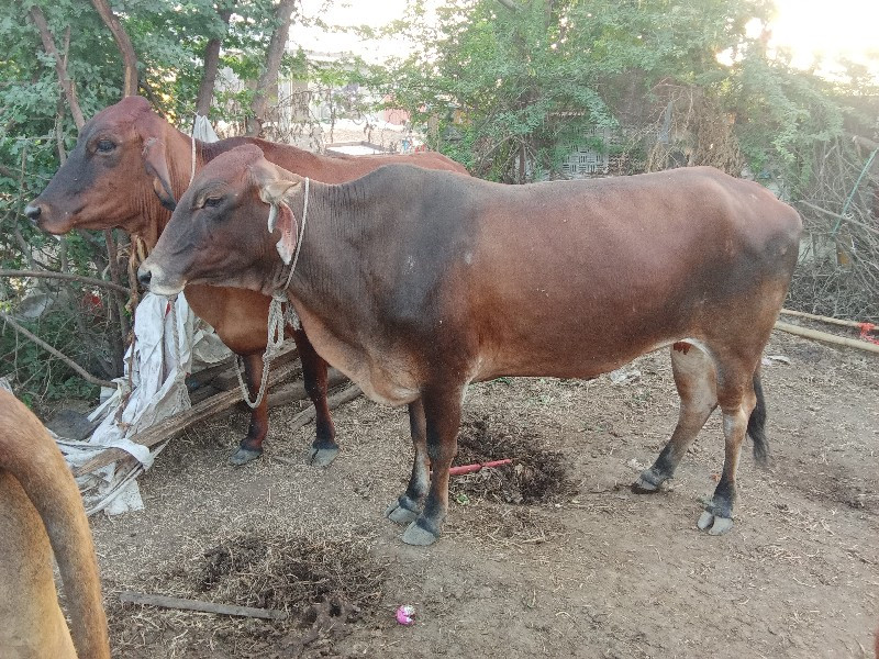 વેચવાનિજેબેહોડક...