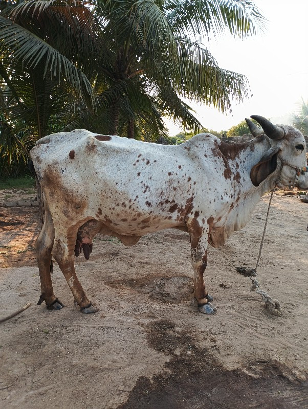 ગાય વેચવાની છે