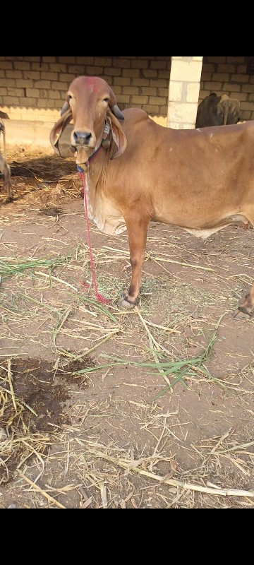 આ ઓડકી આપવાની સ...