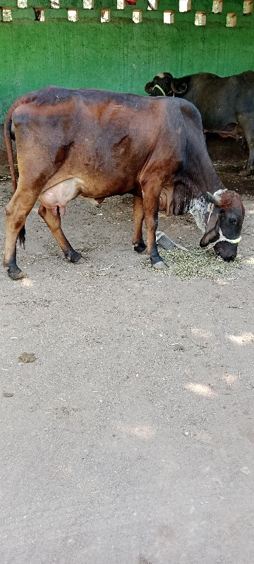 બીજુ વેતર ગાય