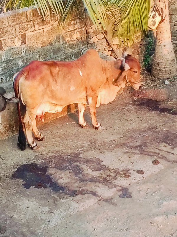 ગાય વેચવાની છે...