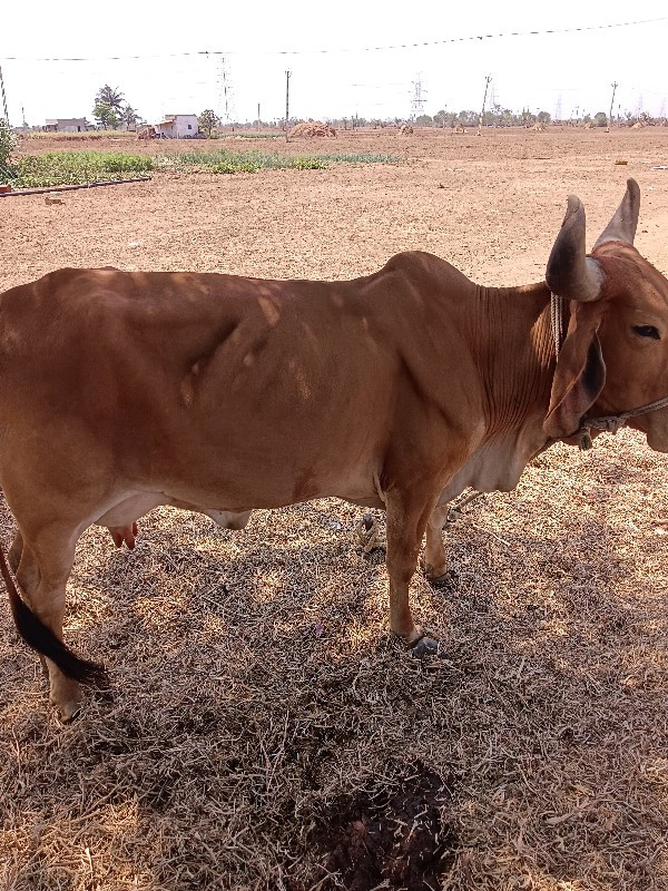 દિલીપ કણજારીયા