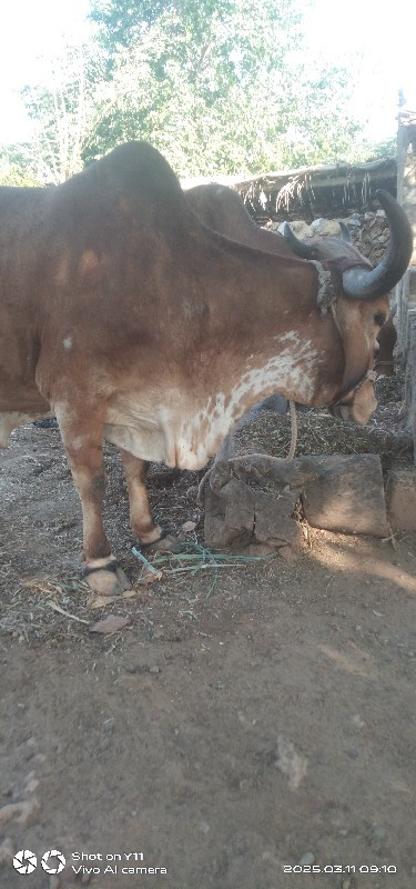 ગાય વેચવા છે