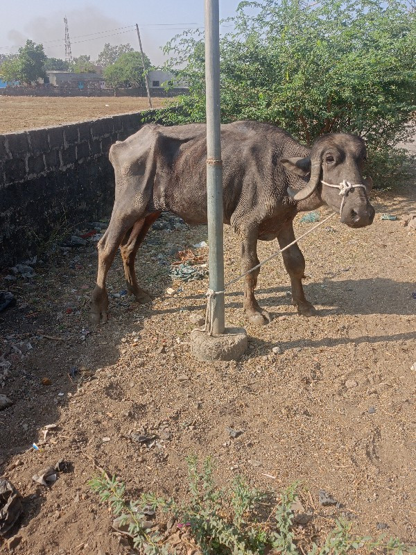 કુતિયાણા ગામ પો...