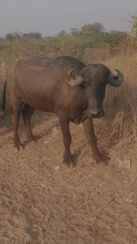 વેસવાની છે