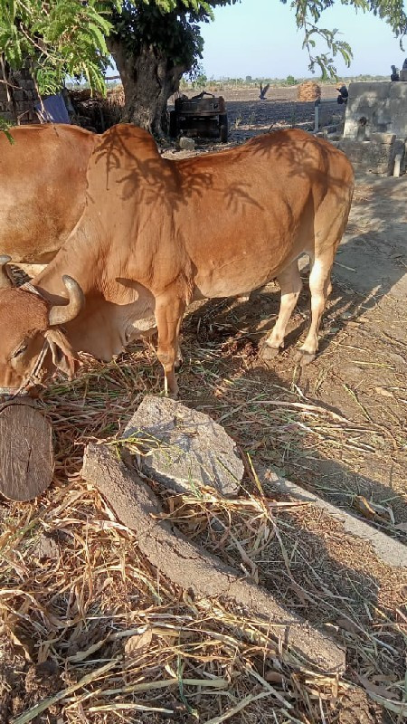 બળદ